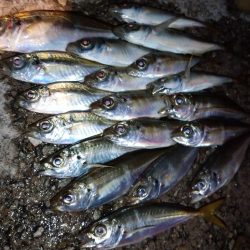 今夜も豆アジ修行