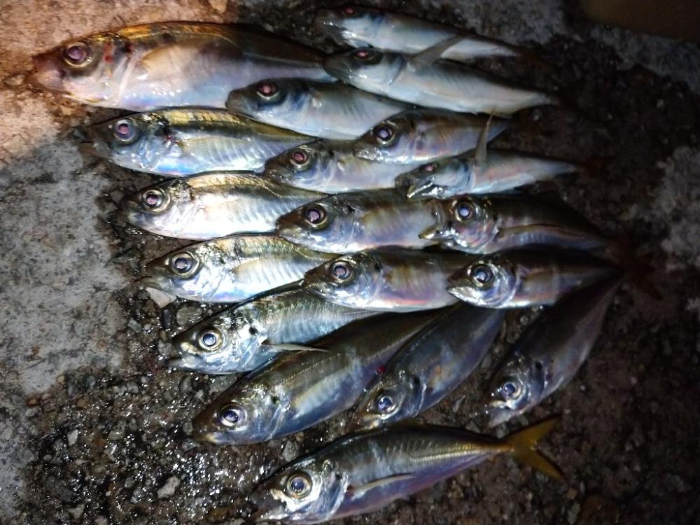 今夜も豆アジ修行