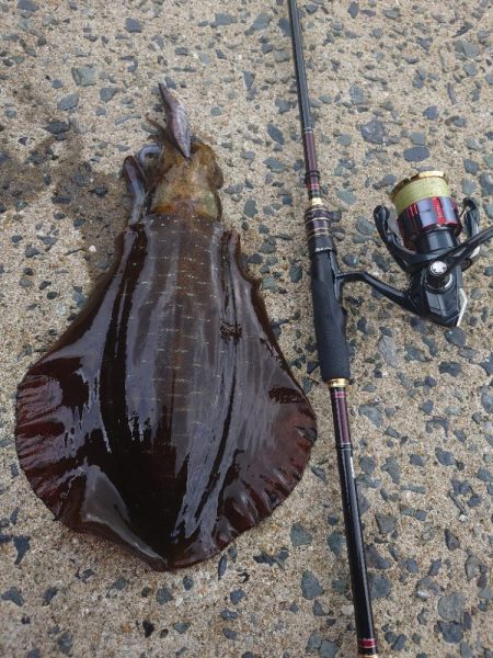 雨晴エギングIN対馬