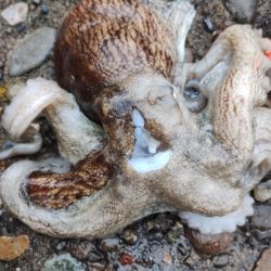 雨の中でタコ釣り