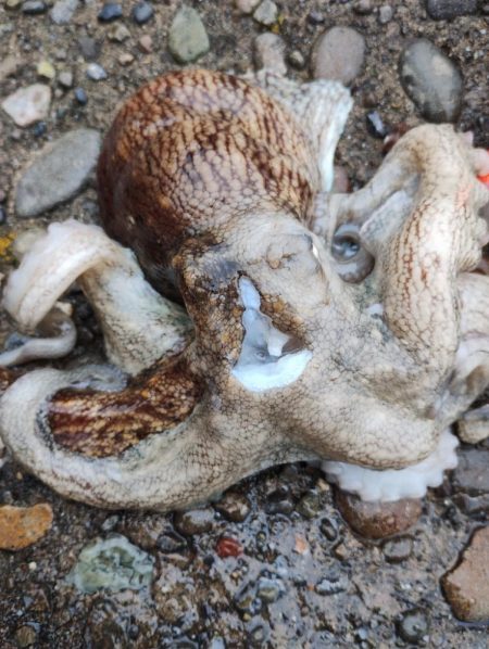 雨の中でタコ釣り