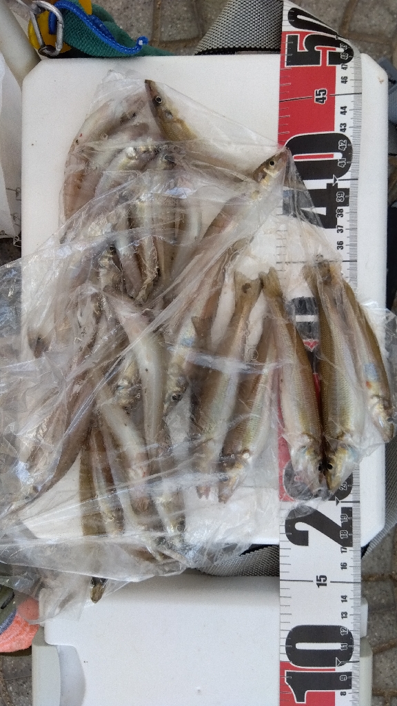 高砂港のキス釣り