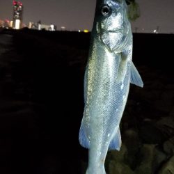 外道のシーバスだと