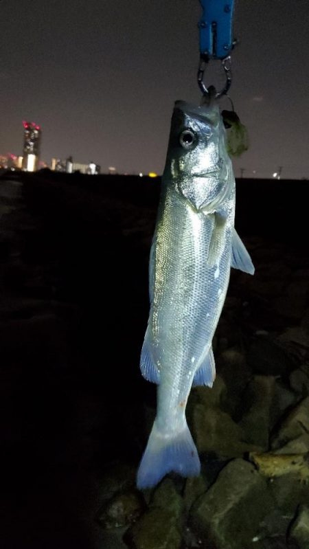 外道のシーバスだと