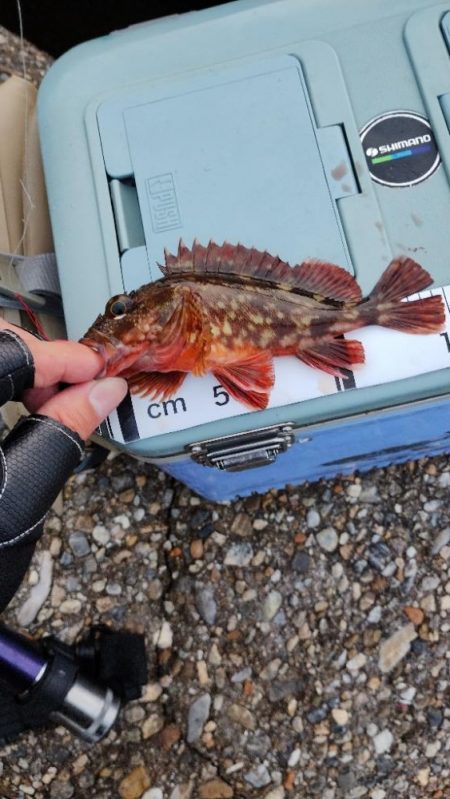 穴釣りハズレ無し