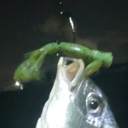 ちょっと渋くなってきたチニング