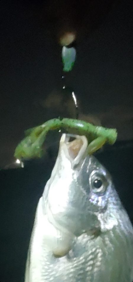 ちょっと渋くなってきたチニング