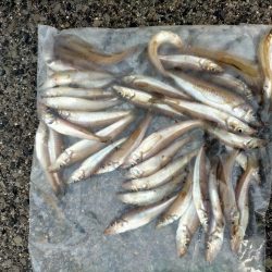 荒れた海でもキスは高活性