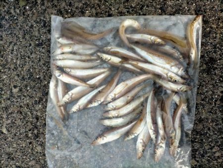 荒れた海でもキスは高活性