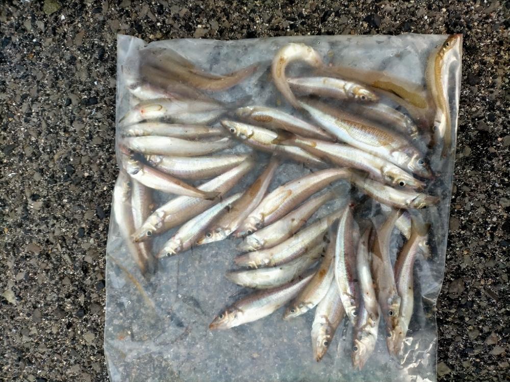 荒れた海でもキスは高活性