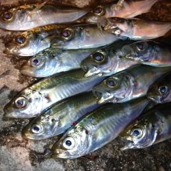 雨上がり豆アジング