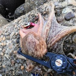 朝からのタコ活