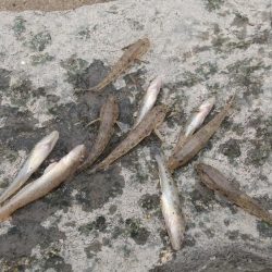 デキハゼ～涼を求めて…