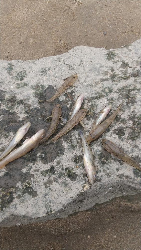 デキハゼ～涼を求めて…