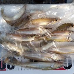 苅屋海岸のキス釣り