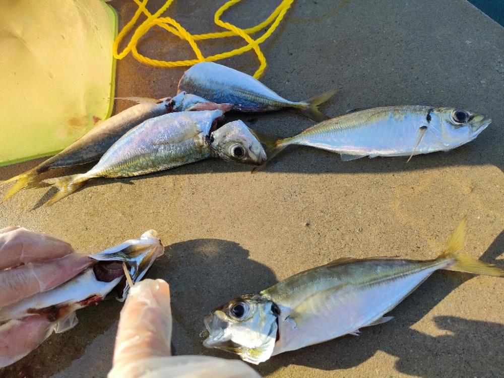 パターン変わったのか？