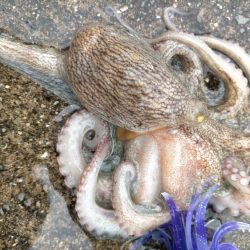 今季初タコチャレンジ