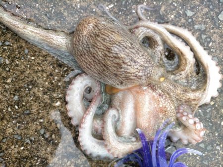 今季初タコチャレンジ