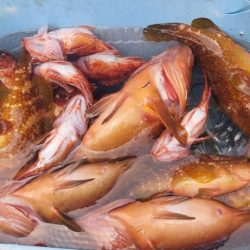 日本海 アコウ のませ釣り