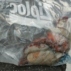 今夜はタコ焼きに