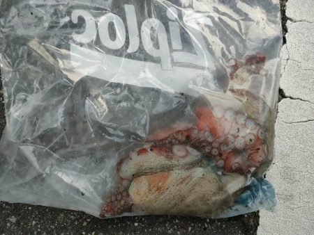 今夜はタコ焼きに