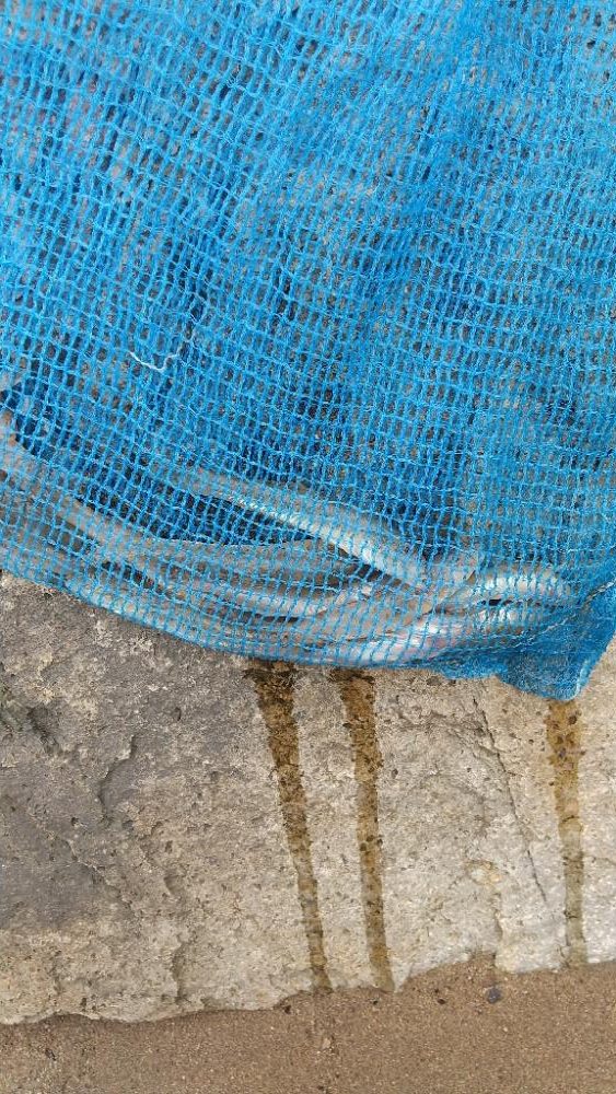 デキハゼ～雨の前に…