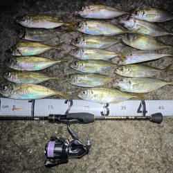 久しぶりアジング