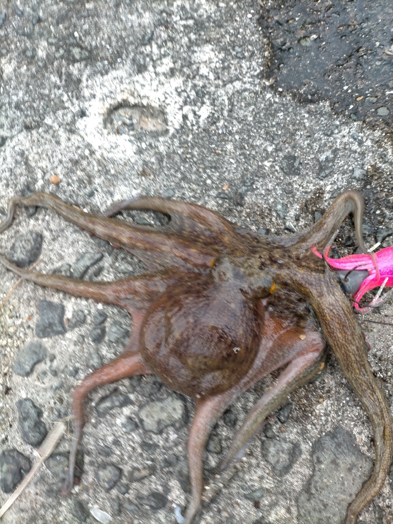 風強くてやりにくかったですが、、