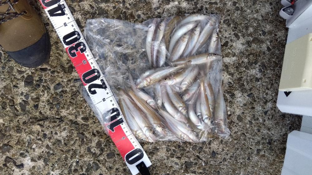 苅屋海岸のキス釣り