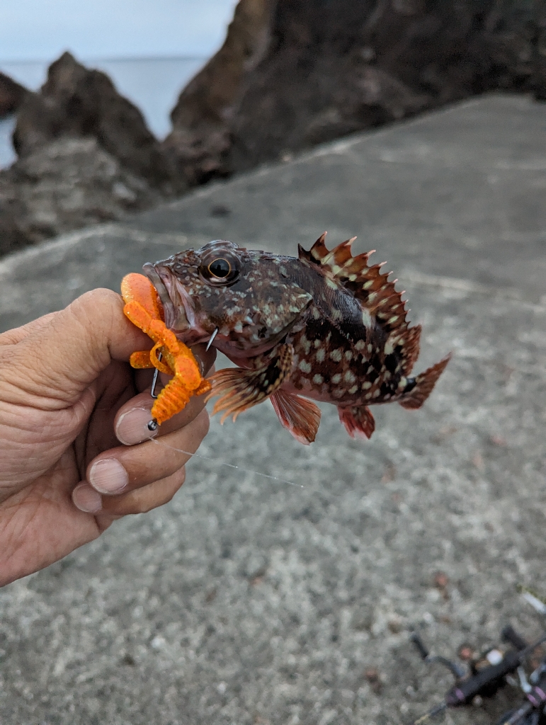 陸っぱり釣行記