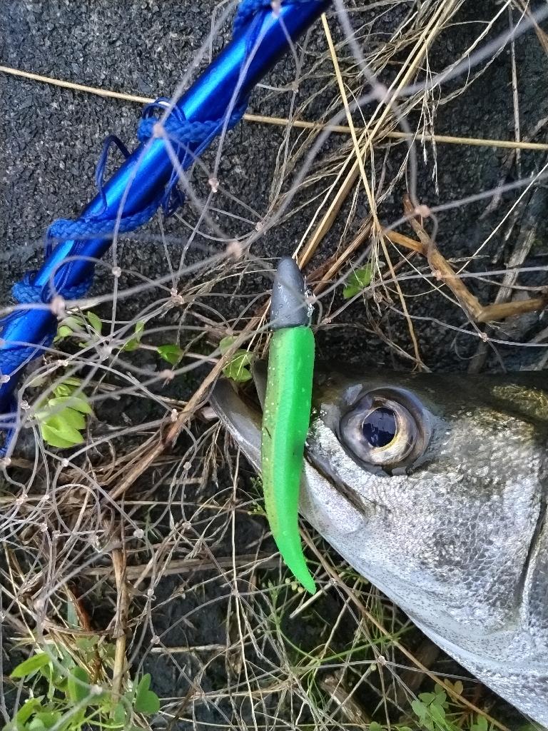シーバス釣れました!