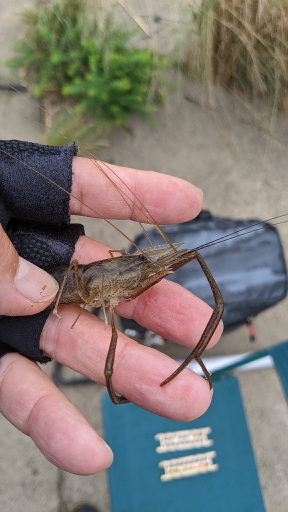 霞ヶ浦 テナガエビ 釣行強行