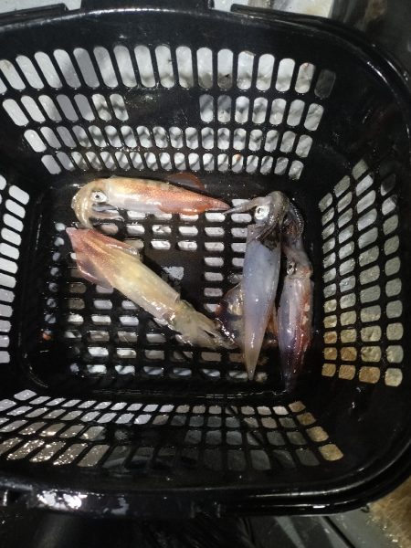 若狭おおいスーパーイカメタル大会