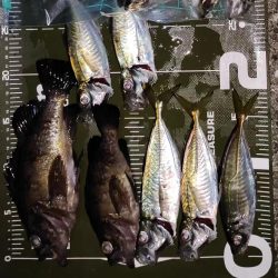 アジング＠樽井