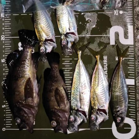 アジング＠樽井