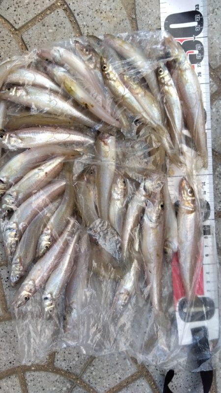 苅屋海岸のキス釣り