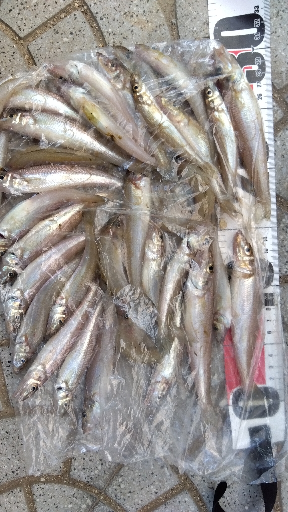 苅屋海岸のキス釣り