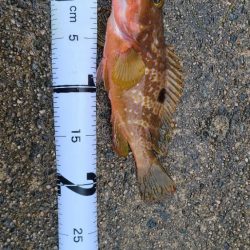 ようやくアコウに