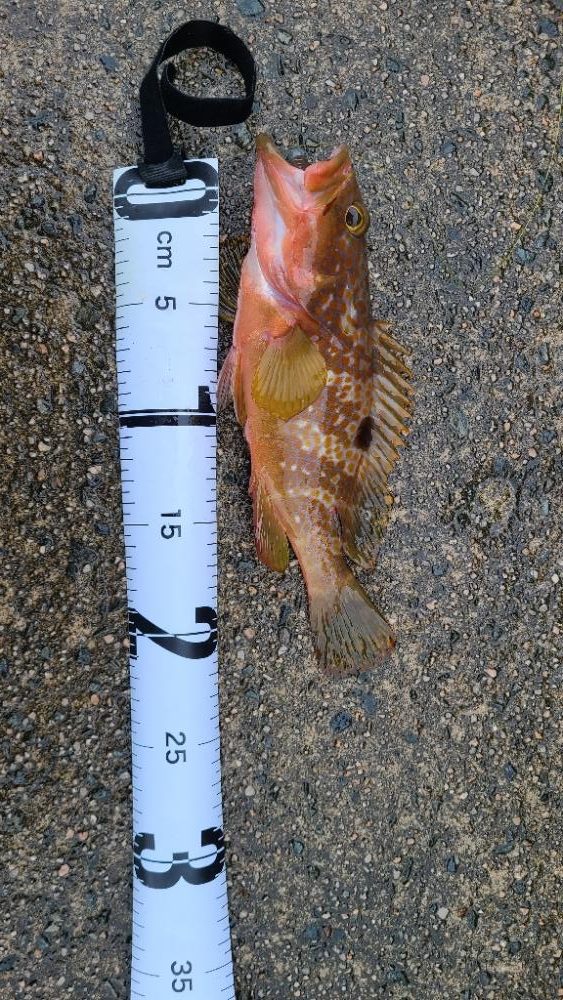 ようやくアコウに