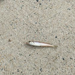 三連休はキス釣り