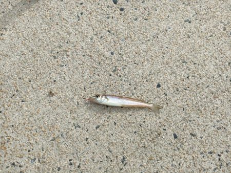 三連休はキス釣り