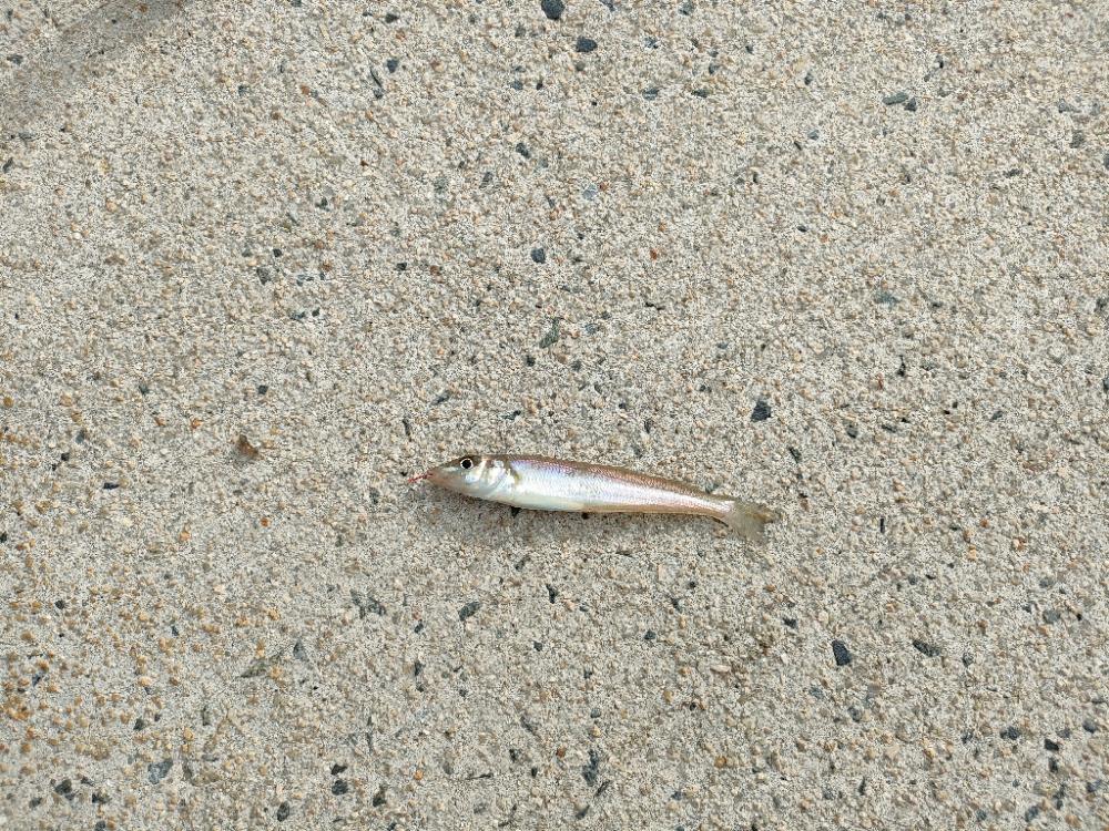 三連休はキス釣り