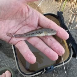 ハゼ釣り～朝活