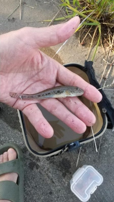 ハゼ釣り～朝活