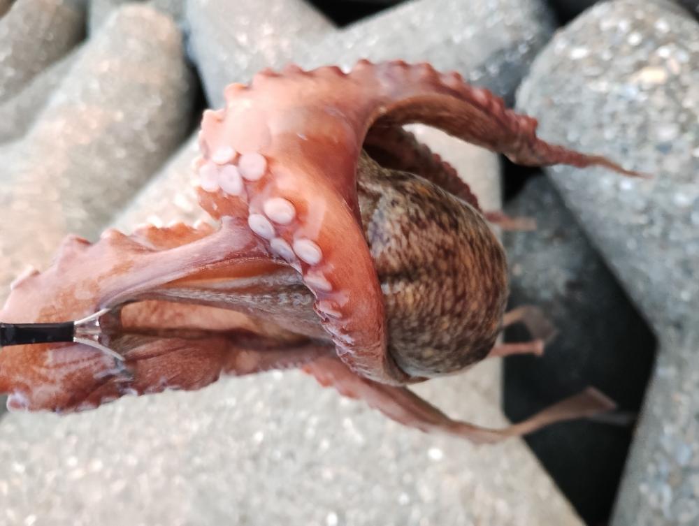 夕方タコ釣り