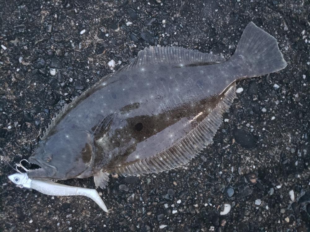 釣り散歩
