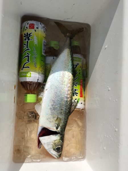 大きいサバ！！