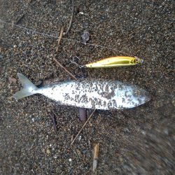 サーフで極小青物