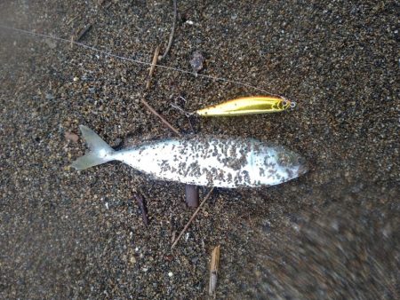 サーフで極小青物