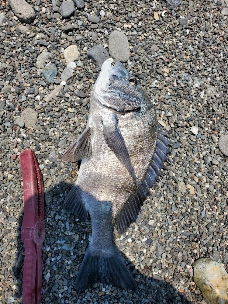 キス　大きくなり大漁